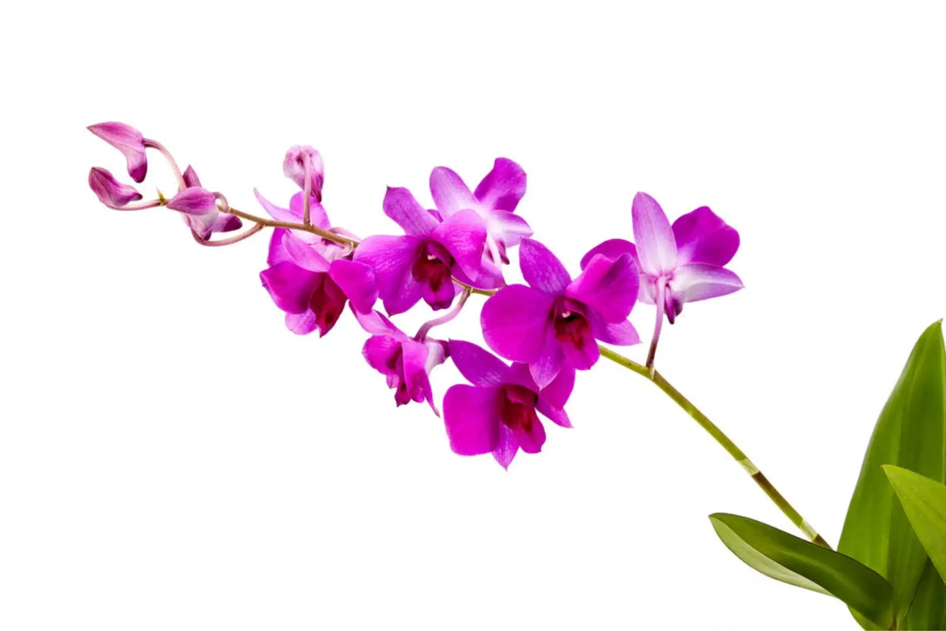 5 Ways to Make Your Orchids Last